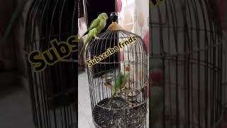 Friendly Parrots chirping parrotsounds subscribe [upl. by Oilime]