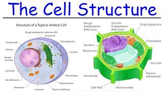 Biology  Intro to Cell Structure  Quick Review [upl. by Icaj]