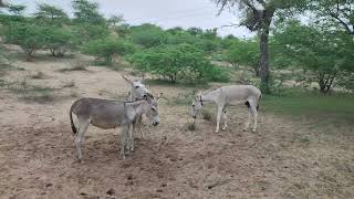 Donkey video in jungle life [upl. by Tabb]