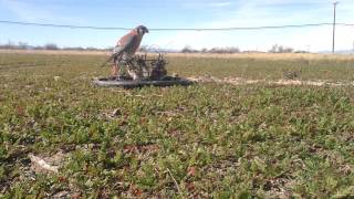 Kestrel Trapping Falconry BalChatri Trap [upl. by Fleming313]