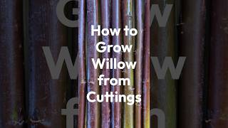 How to Grow Willow from Cuttings [upl. by Anema]