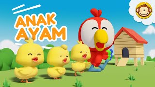 Anak Ayam  Tek Kotek🐤 Lagu Anak Anak  Lagu Anak Indonesia Balita [upl. by Dlnaod]