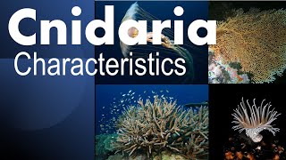 Cnidaria phylum characteristics [upl. by Aicrop]