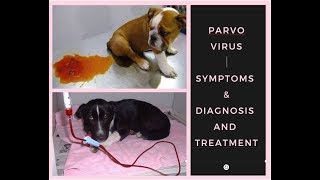 Puppy Parvovirus Symptoms  Diagnosis  Treatment BholaShola [upl. by Helbonnah]