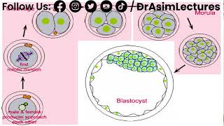 Process of Morula and Blastula  Hindi  Urdu [upl. by Plath]