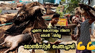 ജീവൻ പോയിട്ടും പരുന്തിനെ വിടാതെ പിടിച്ച് പെരുച്ചാഴിRevenge of a rodent [upl. by Kallick]