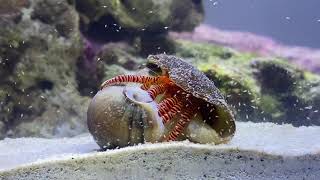 Hermit crab eating a Nassarius Snail [upl. by Oigile]