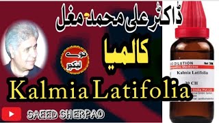 Kalmia Latifolia Homeopathic medicine By Dr Ali [upl. by Lorenzo]