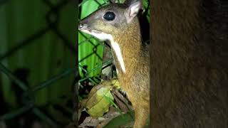 Meet the Mouse deer the tiniest hooved animal on the planet shorts singapore asia [upl. by Zoara371]