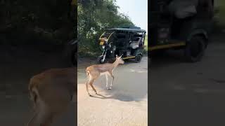 Bird Sanctuary bharatpur bharatpurbirdsanctuary rajasthan wildlife rajasthani blackbuck deer [upl. by Nimzaj]