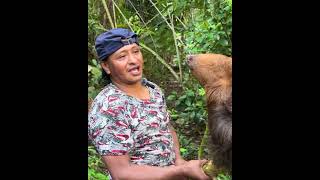 Este gigante oso perezoso encontré en la montaña  Don Luchito [upl. by Macgregor174]