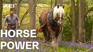 Back to the roots Horses instead of heavy machines  Logging horses and their work RIDE [upl. by Brion]