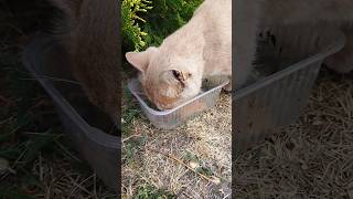 one eyed cat is really hungry today shorts cat catterycat straycat [upl. by Collin751]