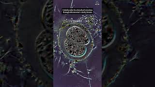 Movement of microbes microbelife microbes life clarity microbiology science genetics medical [upl. by Noxid]