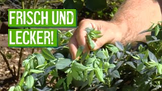 Heidelbeeren im eigenen Garten anbauen  Der Grüne Tipp kompakt [upl. by Cornelie]