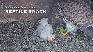 7🦃Kestrel Nest❷ Pustułka w starostwie  transmisja na żywo [upl. by Ydennek]