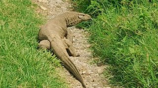 Monitor Lizards varanus bengalensis🦎🦎😍 [upl. by Aloek]