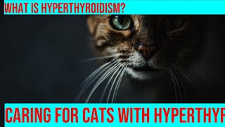 Caring for a Cat with Hyperthyroidism What You Need to Know [upl. by Ahsuoj859]