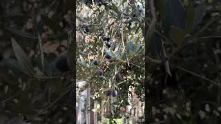 Olives on the Tree A Glimpse of Italian Harvest Season 🌿🍈 nature shorts [upl. by Stephania141]