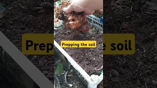 Preparing the garden soil for philodendrin pink princess stem cuttings [upl. by Anglim]