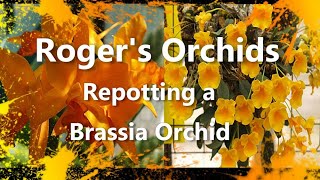 Repotting a Brassia Orchid [upl. by Maurey]