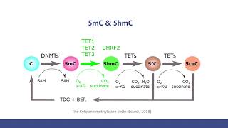 5mC and 5hmC Sequencing Methods and The Comparison [upl. by Nayrb]