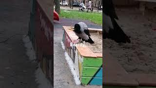 Молодой самец даёт территориальный клич ворона  Male crow makes a territorial call Crow sounds [upl. by Neras]