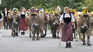 Alpabfahrt 2024 HornbachWasenSumiswald emmental tradition hornbach wasen sumiswald heimat [upl. by Orly776]