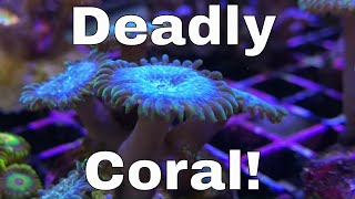 This Coral Will Kill You [upl. by Ultima]