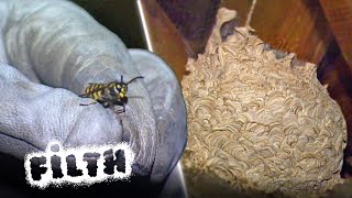 How to Safely Destroy a Giant Wasp Nest [upl. by Anaitsirhc]