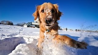 Katter Och Hundar Som Leker I Snön Sammanställning Nya Hd [upl. by Adnawak]