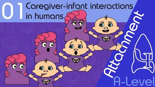 Caregiver infant interactions  Attachment ALevel Psychology [upl. by Scornik887]