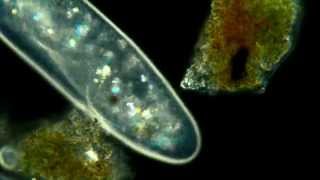 Paramecium Aurelia Polarized light phase contrast darkfeild combination 625x [upl. by Liederman101]