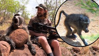 Baboon Hunt with a Crossbow  Mission SUB1 [upl. by Llednyl985]