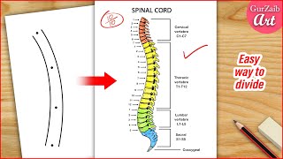 How to Draw Spinal Cord Diagram Drawing  Human spine anatomy drawing  Easy step by step [upl. by Eserahc316]