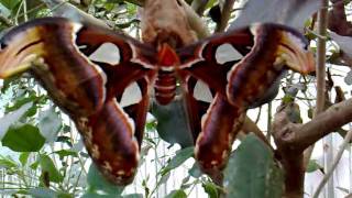 Attacus atlas [upl. by Nehtiek523]