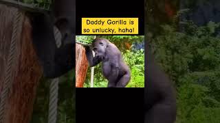 TDaddy Gorilla is so unlucky haha Gorilla MischievousKid cute animals babyanimals [upl. by Adranoel]