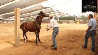 ESPECIAL Cabezal Sierra Horse Halter  wwwdelcaballistacom HD [upl. by Notled682]