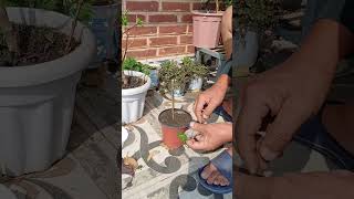 How to plant a sapling at home plants saplings howto [upl. by Einiffit]