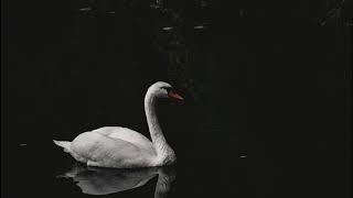 SaintSaens The Swan violin and piano [upl. by Pulling]