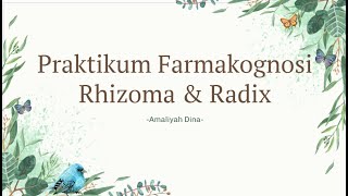 PRAKTIKUM FARMAKOGNOSI  Rhizoma amp Radix Curcumae Rhizoma amp Glycyrrhizae Radix [upl. by Marmion]