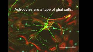 Neurons and Astrocytes The Plot Thickens [upl. by Llerol491]