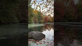 Central Park Fall Foliage centralpark travel fallfoliage [upl. by Baram]