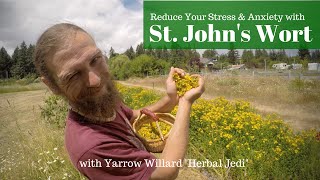 St Johns Wort Medicine for the People  w Herbalist Yarrow Willard  Harmonic Arts [upl. by Yoshi]