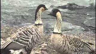 Nene geese in Hawaii [upl. by Anitsrihc]