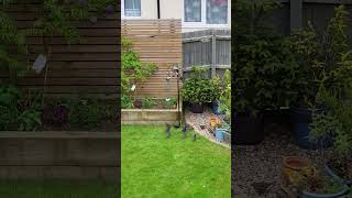 Fledged Starlings join in a feeding frenzy Northampton England [upl. by Lananna834]