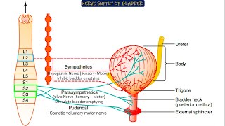 Bladder Physiological anatomy amp Nerve supply Guyton and Hall Physiology [upl. by Ailee]