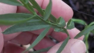 Growing Australian Sandalwood in NSW [upl. by Anirbys150]