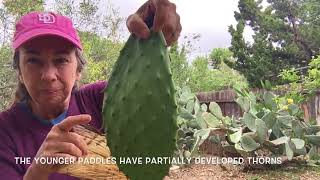 Easily Harvest Nopales Cactus 🌵 Paddles [upl. by Inkster]