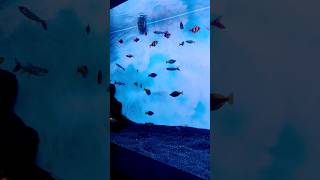 Yellow tail fusiliers in aquarium [upl. by Pappano]